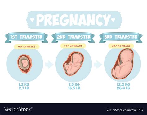 Pregnancy Trimester Stages Female With Fetus In Vector Image