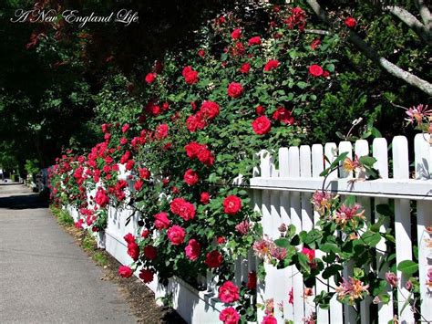 A row of manicured hedges acts as the perimeter fence, with an aged white picket fence gate at the entrance and exit. red rose white picket fence #LandscapeDesignWithRedRoses ...