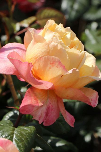 Nostalgie® Edelrose Capri ® Schönste Rosen And Expertenwissen