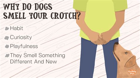 Why Do Dogs Smell Your Crotch Insights To Understanding This Sniffing