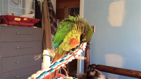 They do though have a limited attention span so from our experience training can be a challenge. Maroon Bellied Conure Oscar - YouTube