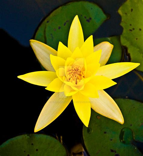 Yellow Water Lily By Aleetphotograpy On Deviantart
