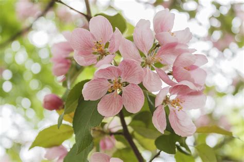 Apple Blossom Tree Branch