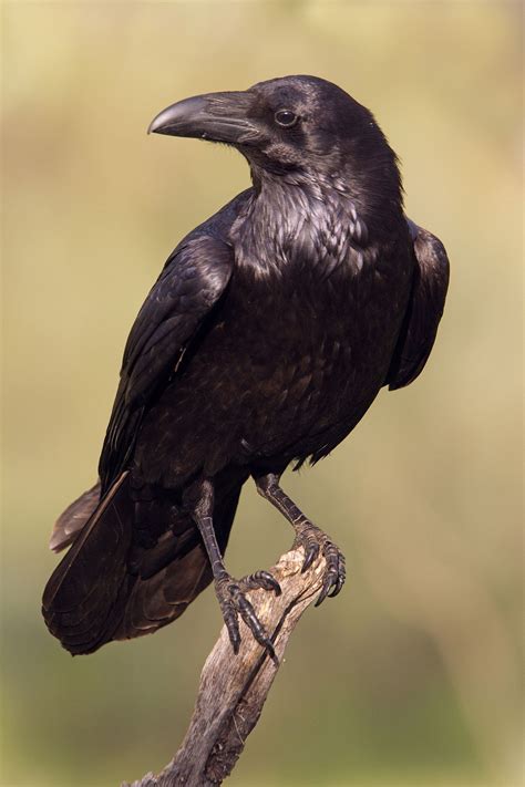 Common Raven Corvus Corax Common Raven Corvus Corax Raven