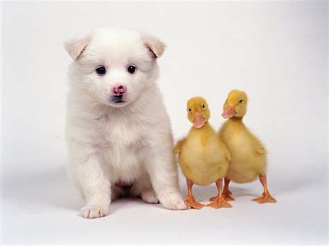 Puppy And Duck Fondo De Pantalla Hd Fondo De Escritorio 3482x2611