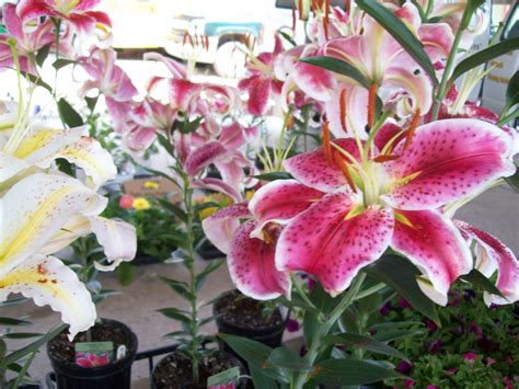 Maybe you would like to learn more about one of these? Flowers for sale | Flowers for sale, Flowers, Plants