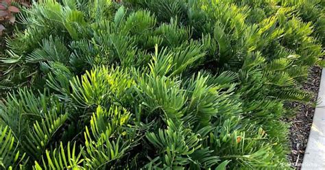 Maybe you would like to learn more about one of these? Coontie Palm Care: Learn Zamia Pumila Growing Tips