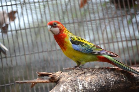 #pinola acaba de confirmar que se queden tranquilos hinchas de river que donfrio mañana viaja a paraguay a pedir los puntos del partido por. Eastern Rosella - Pinola Aviary