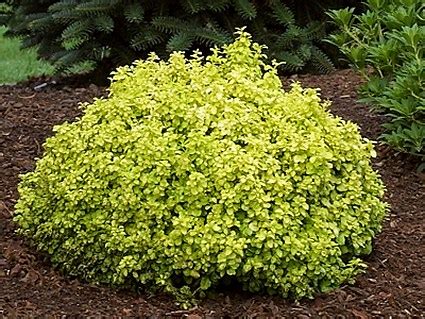 Best trees and plants for illinois. Plants | Landscaping and Pool Maintenance in Belleville ...