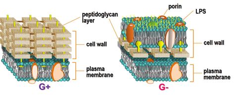 Gram Positive Bacterial Cell Wall Structure