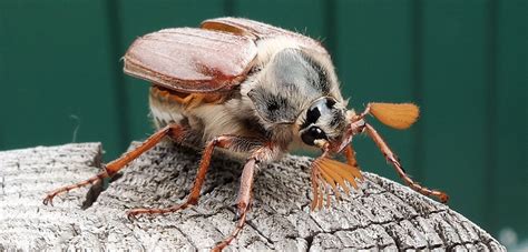 Find local 55 cockroach pest controllers near you. Cockroaches or not?