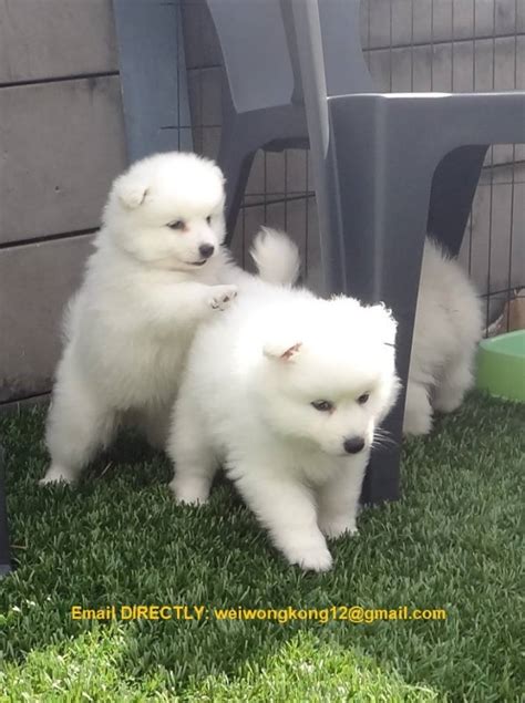 Purebred Japanese Spitz Puppies For Sale Pets Accessories Pattaya