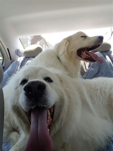 Are Great Pyrenees Good House Dogs