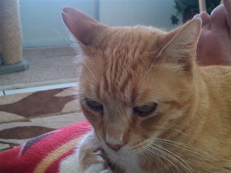 Notched Ear? | TheCatSite