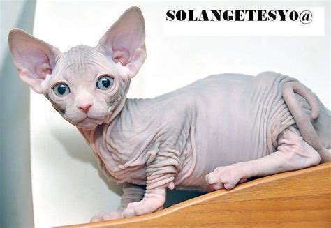 The sphynx appears to be a hairless cat, although it is not truly hairless, they have very, very short hair. sphynx cats for adoption | Precious Sphynx Kittens for ...