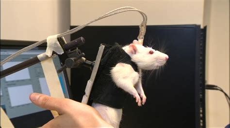 Video Le Labo Où Les Chercheurs Font Marcher Des Rats Paralysés