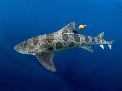 Leopard Sharks Navigate With Their Noses Science Smithsonian Magazine