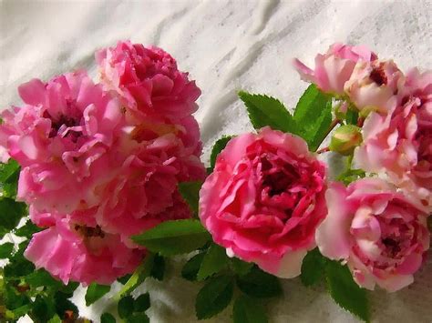The information on a confederate rose bush. Heirloom Rose Bush Plant Choose One 1 From 6 Types Pink ...