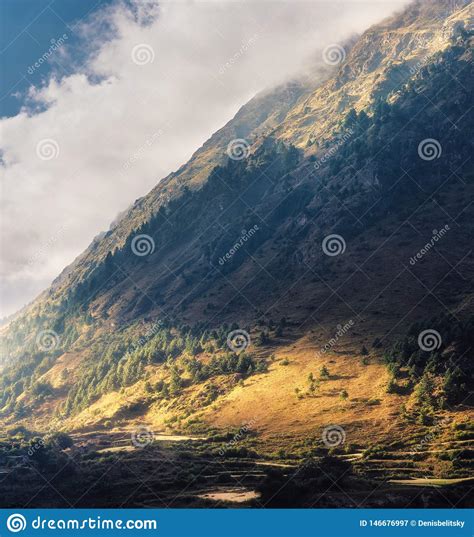 Trees On The Hill Lighted By A Sunbeam At Sunset In Summer Stock Image