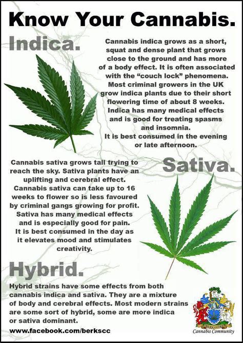 Maybe you would like to learn more about one of these? Indica vs Sativa | Marijuana Information & Infographics ...