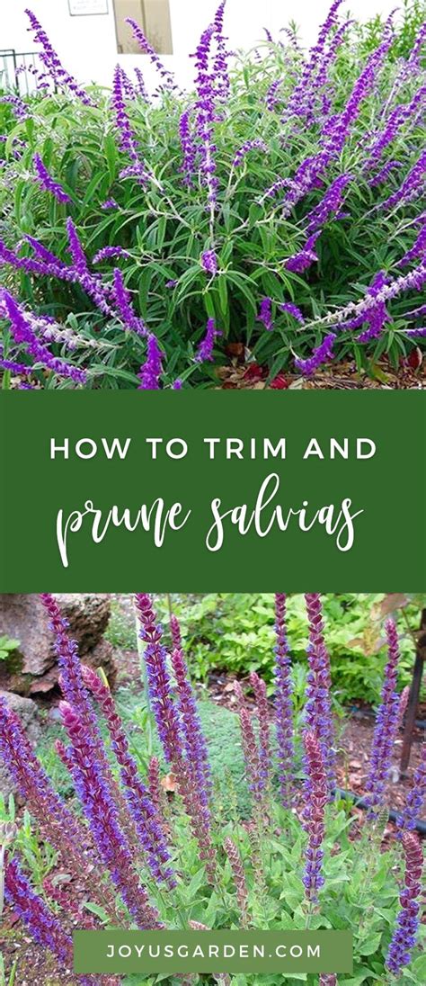 Each gram corresponds to 60 oz of salvia leaves. Pruning Salvias: Pruning and Trimming 3 Different Types of ...