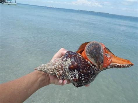 Horse Conch The Florida State Shell Picture Of Island Boat