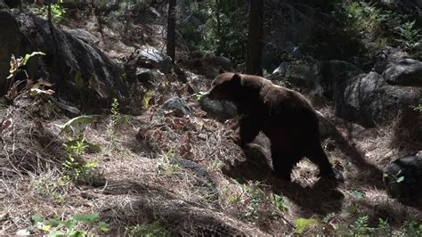 Bear On Trail In Kings Canyon Np Youtube