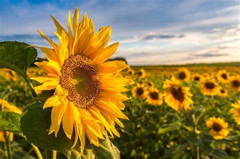 Finden sie reichlich nährstoffe vor, liegt ihre größe nicht selten über 2 m und die blütezeit setzt früh ein. Sonnenblumen Blütezeit - wann ist sie?