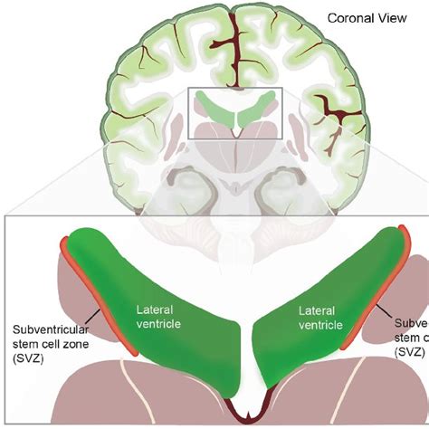 A Stylized View Of The Normal Subventricular Zone Svz Neural Stem
