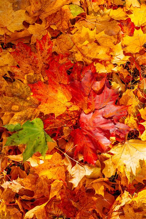 Background Of Colorful Autumn Leaves Nature Photos Creative Market
