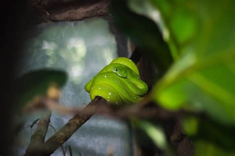 Verde Serpiente Reptil Foto Gratis En Pixabay Pixabay