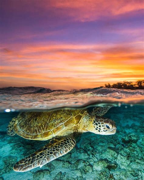 Sunset Sea Turtle Swim Follow Seanscottphotography For More Amazing