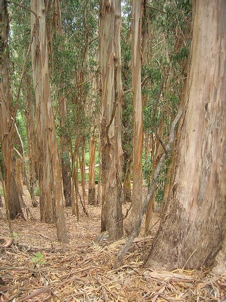 However, their shallow root system can cause issues to other plantings and buildings that are close to them. 21 Trees You Should Never Plant In Your Yard