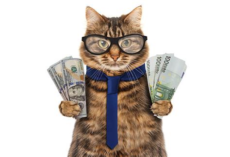 Top 60 Cat Money Stock Photos Pictures And Images Istock