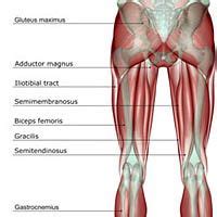Hamstring Tendon Anatomy Anatomical Charts Posters