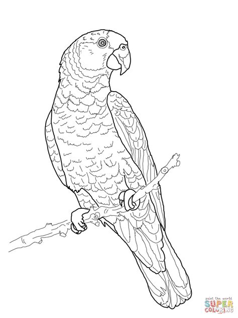 Parrot is a bird that is famous for its beautiful color and shape. Imperial Amazon Parrot coloring page | Free Printable ...