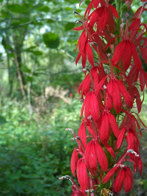 Check spelling or type a new query. Flickr: The Indiana Native Plants Pool