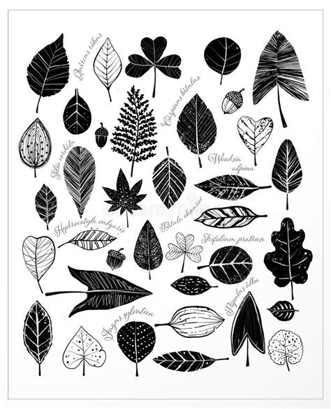 Poster With Black And White Doodle Leaves And Names Of Plants On White