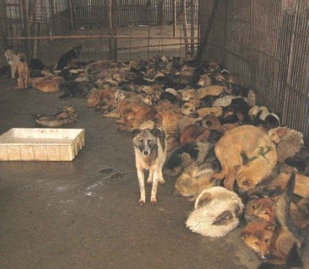 Euthanizing your dog in this scenario will put them out of their discomfort and allow them to rest. 130 dogs were rescued from Rainbow's End Animal Sanctuary ...