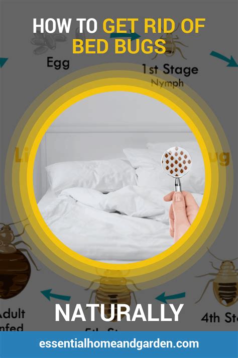 Always use a thermometer to check the temperature, since home freezers are not always set to 0 o. how to get rid of bed bugs