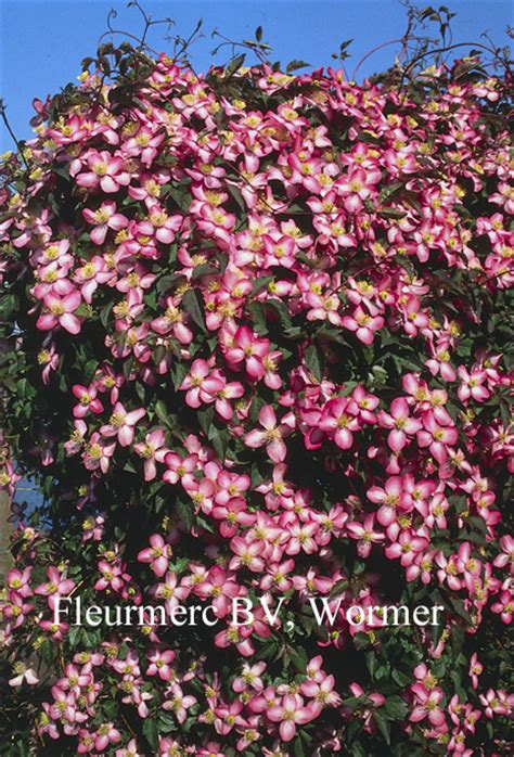 Cut out any dead shoots, taking care with the untangling. Picture and description of Clematis montana 'Freda'