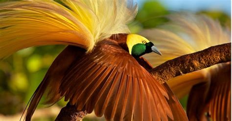 Look through examples of asal translation in sentences, listen to pronunciation and learn grammar. Asal Usul Burung Cendrawasih, Si Cantik Dari Timur ...