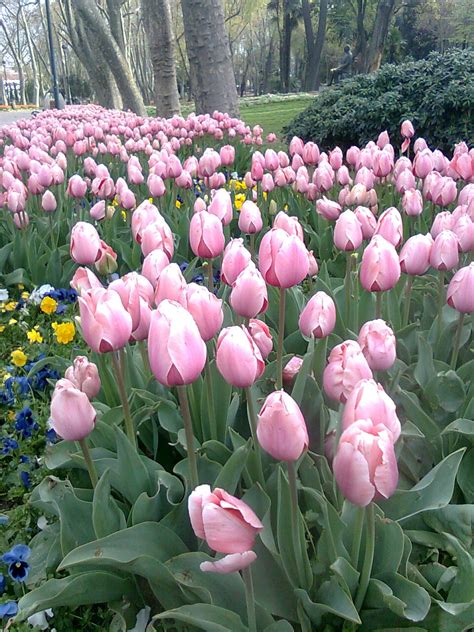 Ambil pelajaran yang baiknya, buang buruknya tak ada perdebatan, karena disini bukan. MOH KEMBARA: MUSIM BUNGA DI ISTANBUL...TULIP, TULIP, TULIPPPP!