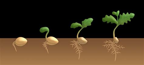 Steps Of Seed Germination Types And Stages Gardening Tips
