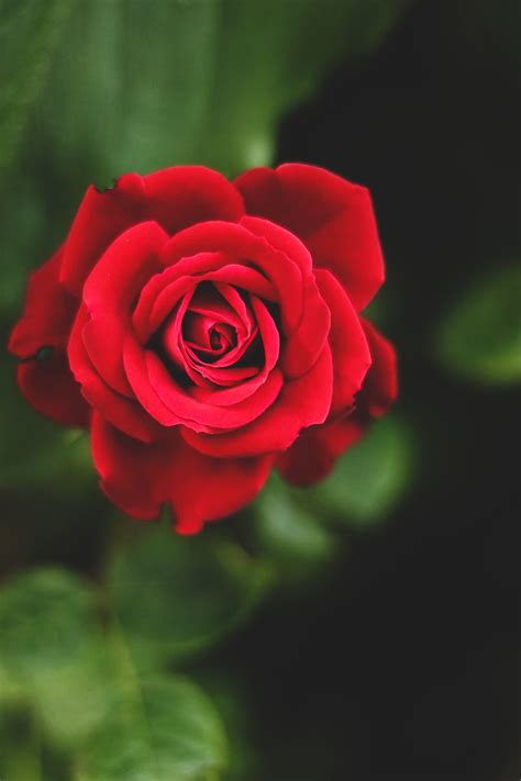 Get your weekly helping of fresh wallpapers! red rose photo - Free Flower Image on Unsplash