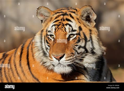Bengal Tiger Portrait Stock Photo Alamy