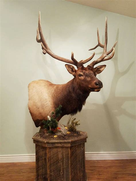 Mounts - 24hourcampfire