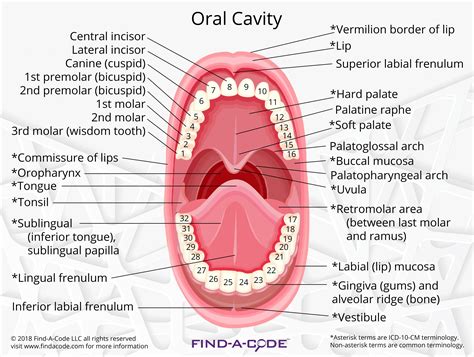 Oral Cavity And Mouth Anatomy Diagram