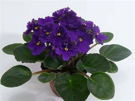 If you are interested in growing african violets, you will find that there are a number of different varieties that are easy to grow. My Violet | African Violets