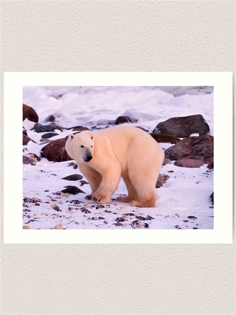 Polar Bear Canvas Polar Bear Animal Animals Polar Bear Wall Art